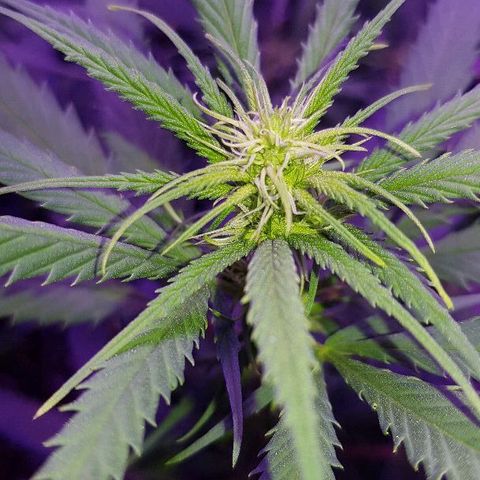 Daworka growlog timeline photo