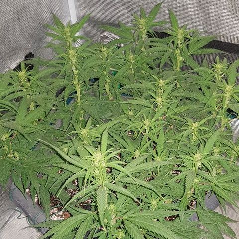 Daworka growlog photo: jutro nakon hranjenja