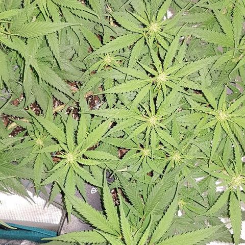 Daworka growlog photo: jutro nakon hranjenja