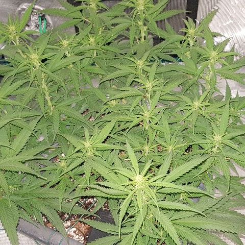 Daworka growlog photo: jutro nakon hranjenja