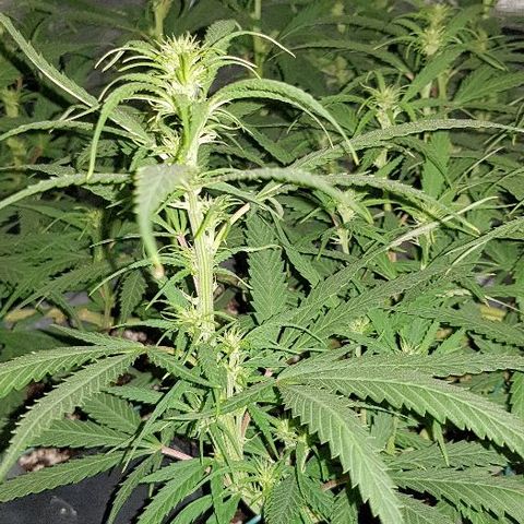 Daworka growlog photo: jutro nakon hranjenja