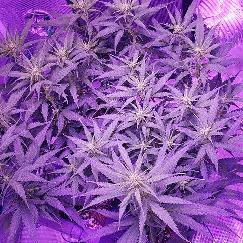Daworka growlog timeline photo