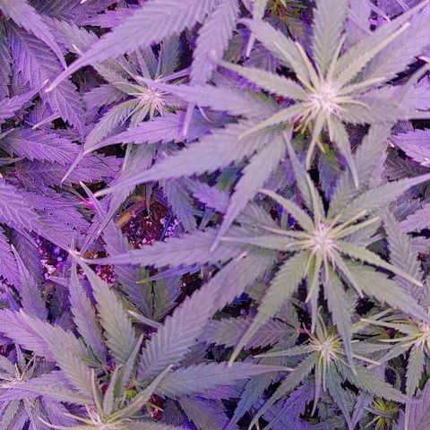 Daworka growlog timeline photo