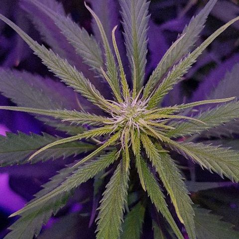 Daworka growlog timeline photo
