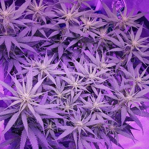 Daworka growlog timeline photo