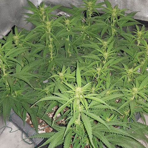 Daworka growlog timeline photo