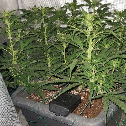 Daworka growlog timeline photo