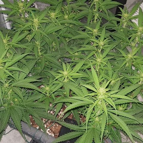 Daworka growlog timeline photo