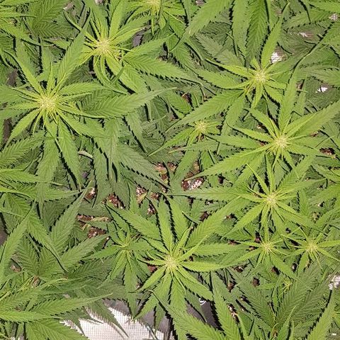 Daworka growlog timeline photo