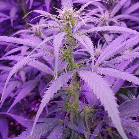 Daworka growlog timeline photo