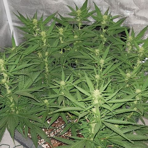 Daworka growlog timeline photo