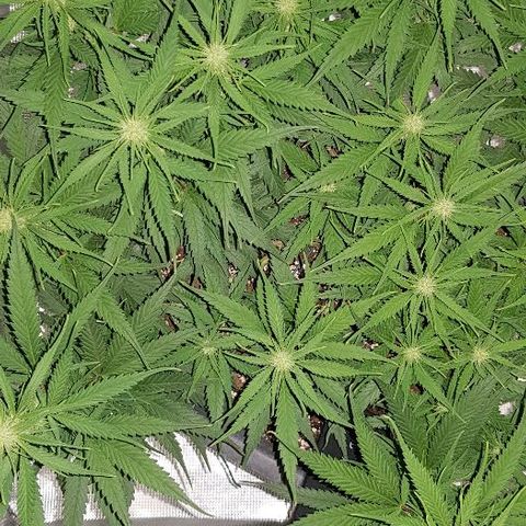 Daworka growlog timeline photo