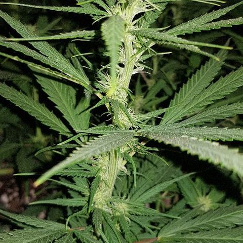 Daworka growlog timeline photo