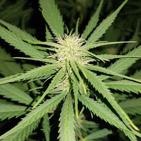 Daworka growlog timeline photo
