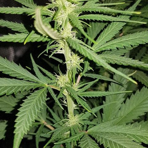 Daworka growlog timeline photo