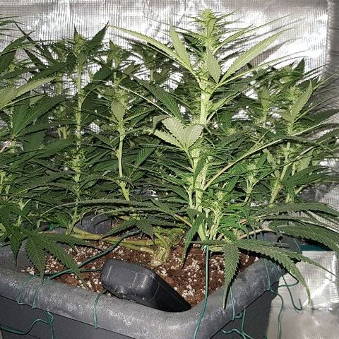 Daworka growlog timeline photo