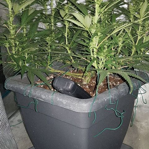 Daworka growlog timeline photo