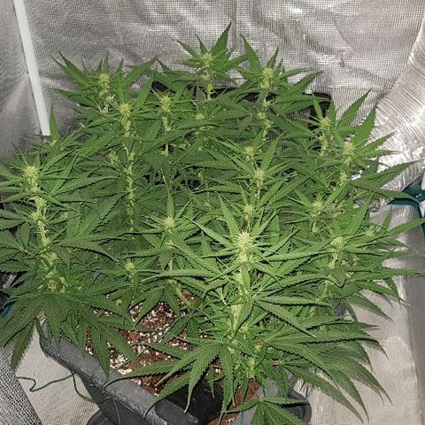Daworka growlog timeline photo