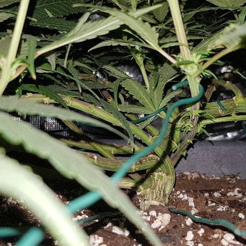 Daworka growlog timeline photo