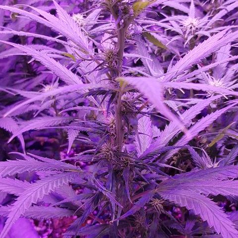 Daworka growlog timeline photo