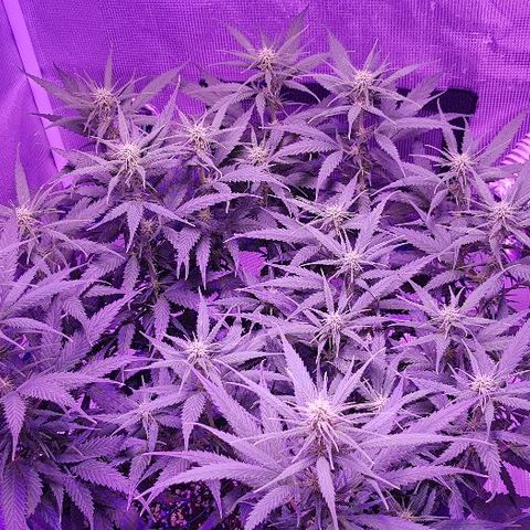 Daworka growlog timeline photo