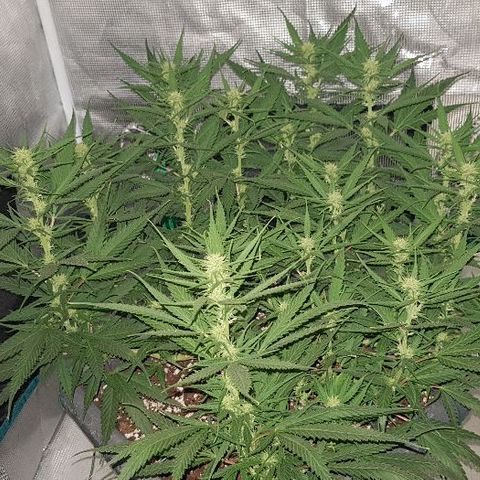 Daworka growlog timeline photo