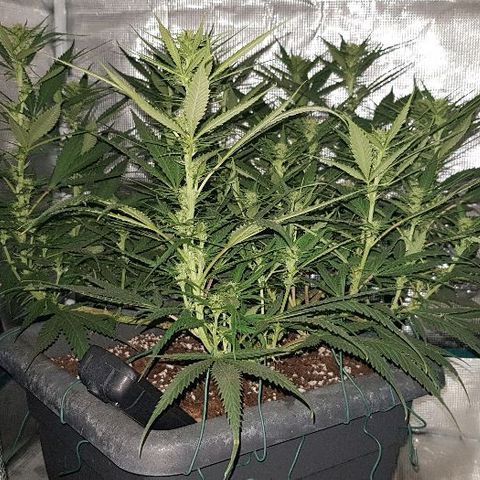 Daworka growlog timeline photo