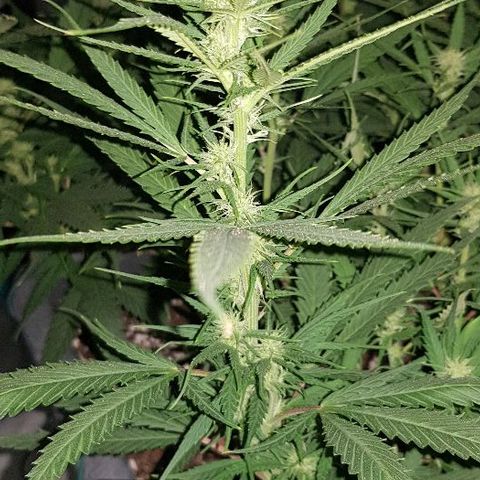 Daworka growlog timeline photo