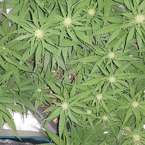 Daworka growlog timeline photo