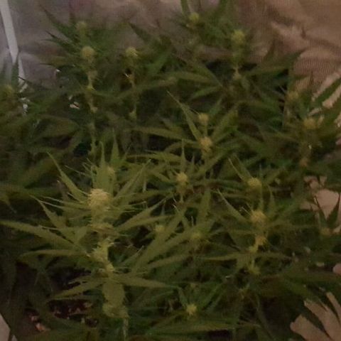 Daworka growlog timeline photo