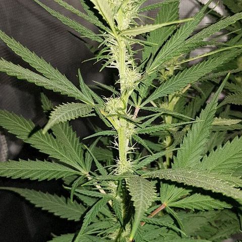 Daworka growlog timeline photo