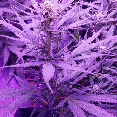 Daworka growlog timeline photo