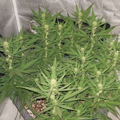 Daworka growlog timeline photo