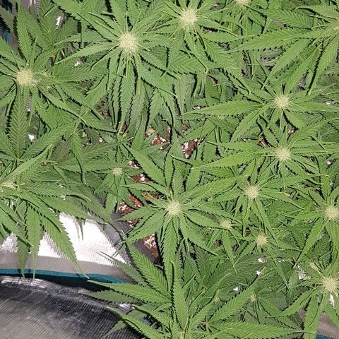 Daworka growlog timeline photo