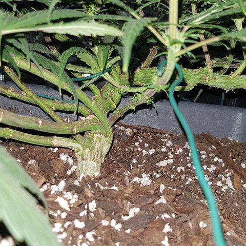 Daworka growlog timeline photo