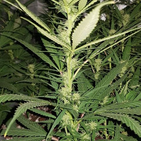 Daworka growlog timeline photo