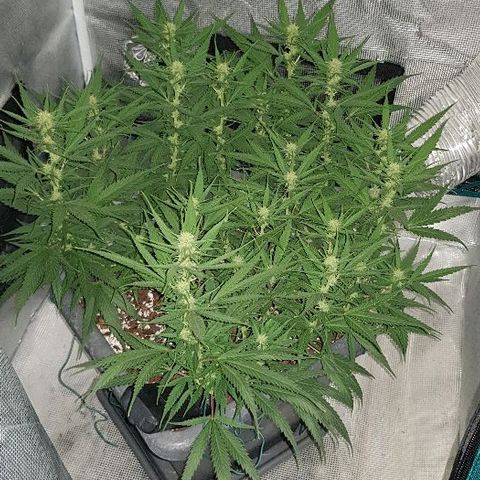 Daworka growlog timeline photo