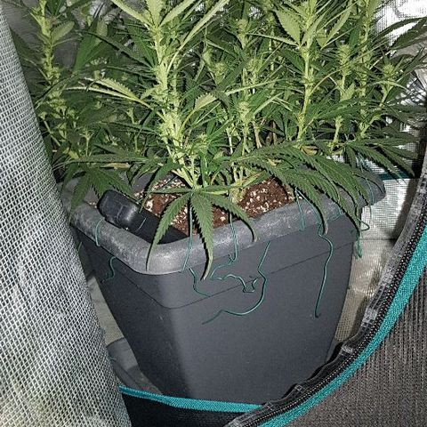 Daworka growlog timeline photo