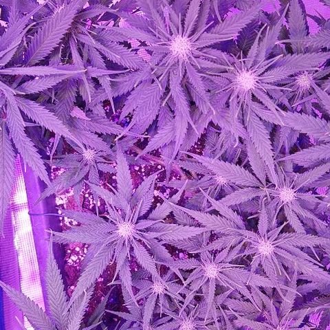 Daworka growlog photo: prije hranjenja