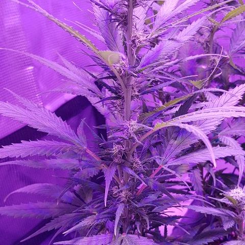 Daworka growlog photo: prije hranjenja