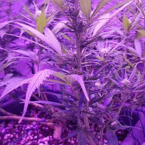 Daworka growlog photo: prije hranjenja