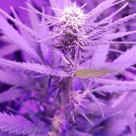 Daworka growlog photo: prije hranjenja