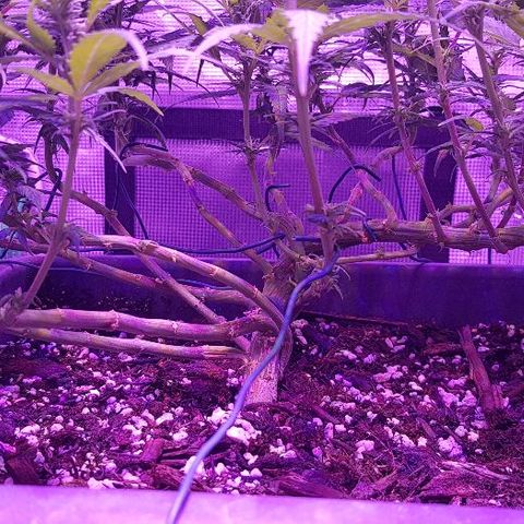 Daworka growlog photo: prije hranjenja
