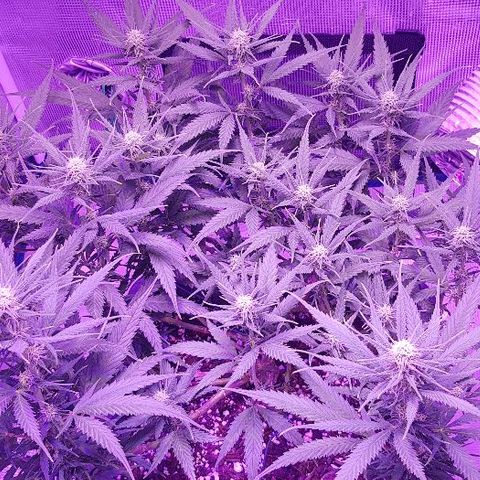 Daworka growlog photo: prije hranjenja