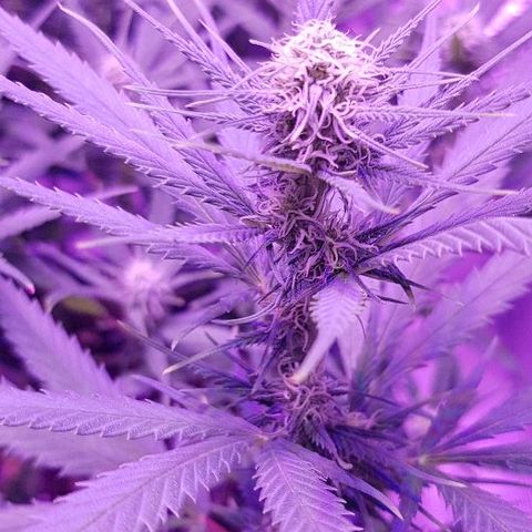 Daworka growlog photo: prije hranjenja