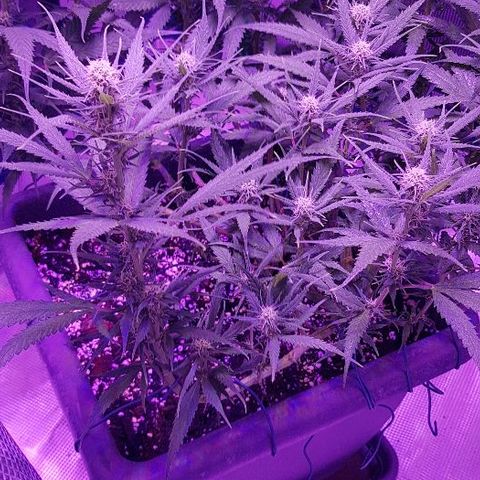 Daworka growlog timeline photo