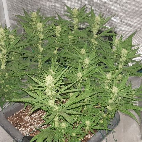 Daworka growlog timeline photo
