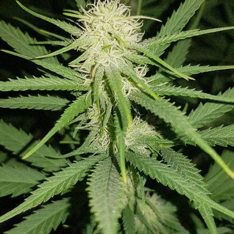 Daworka growlog timeline photo