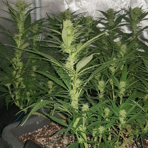 Daworka growlog timeline photo