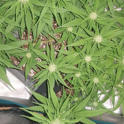 Daworka growlog timeline photo
